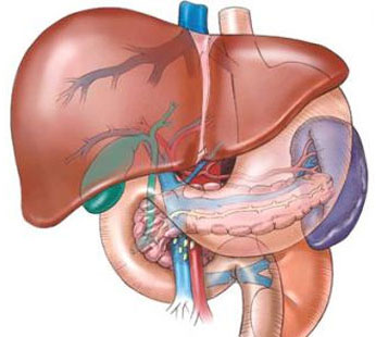 النقابة تنظم دورة تدريبية عن الكبد والجهاز الهضمي 
